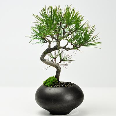 盆栽妙 四国黒松 ミニ盆栽 ギフト : 盆栽妙 ヤフー店 - 通販 - Yahoo 
