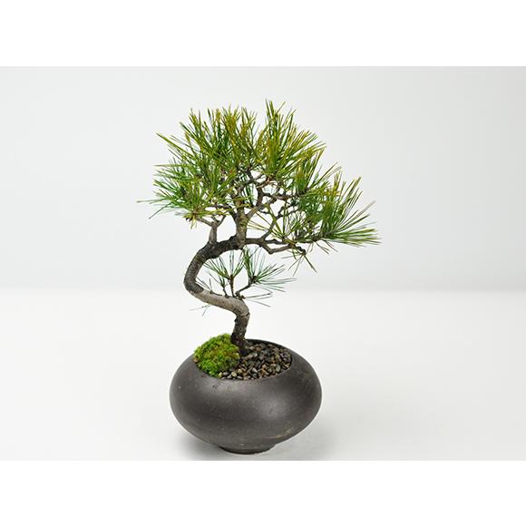 盆栽妙 四国黒松 ミニ盆栽 ギフト : 盆栽妙 ヤフー店 - 通販 - Yahoo