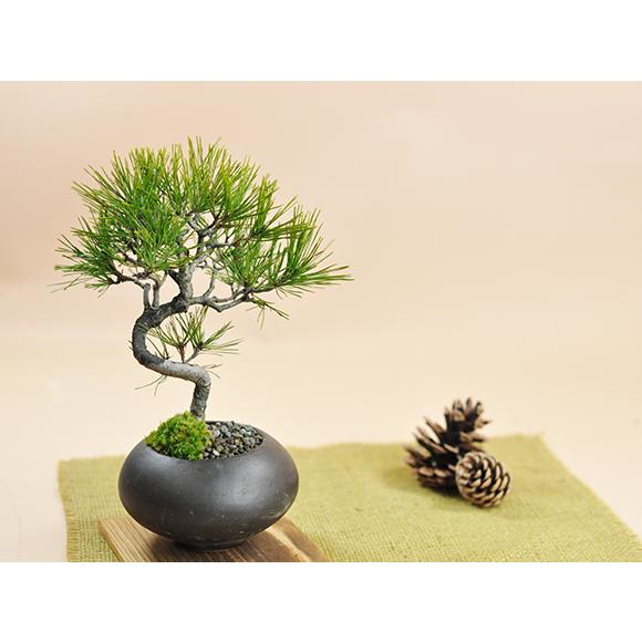 盆栽妙 四国黒松 ミニ盆栽 ギフト : 盆栽妙 ヤフー店 - 通販 - Yahoo