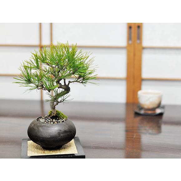 盆栽妙 四国黒松 ミニ盆栽 ギフト : 盆栽妙 ヤフー店 - 通販 - Yahoo