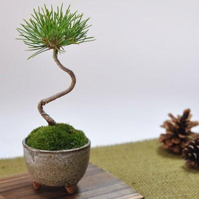 かわいい盆栽　くろまつミニミニ鉢　癒されるミニ植物｜bonsaimyo