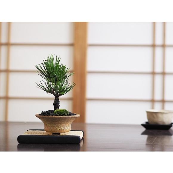 盆栽素材 黒松瑞宝 黒松 瑞宝｜盆栽妙 – 盆栽妙 本店