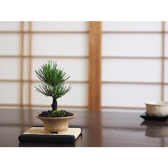 黒松 瑞宝 ミニ盆栽 : 盆栽妙 ヤフー店 - 通販 - Yahoo!ショッピング