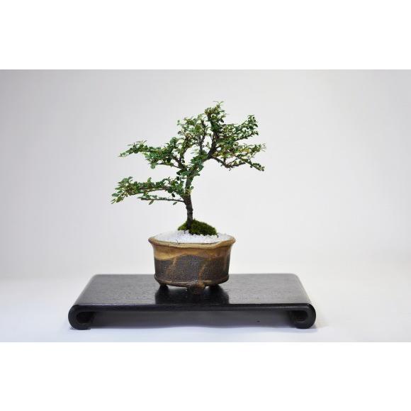 紅紫檀(ベニシタン) 信楽丸鉢 : 盆栽妙 ヤフー店 - 通販 - Yahoo