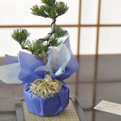 盆栽五葉松のミニ盆栽 育て方冊子と肥料付き 初心者 お祝い フラワー