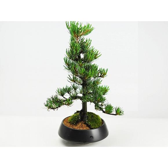 盆栽 松 特選 五葉松 立派 人気 ランキング 60代 70代 シニア 新しい 趣味 ギフト ボンサイ Bonsai a657 盆栽妙 ヤフー店 通販 Yahoo ショッピング