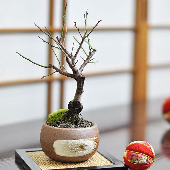 ミニ紅梅 ハケメ茶丸2月に満開の赤い花を咲かせる梅盆栽 ギフト
