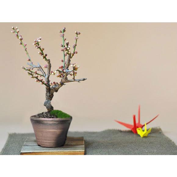 ミニ白梅 いぶしすり鉢 2月満開の白い花 ミニ盆栽 盆梅 ギフト 盆栽 開店 お祝い 退職 ラッピング 父の日 敬老の日 誕生日 a667 盆栽妙 ヤフー店 通販 Yahoo ショッピング