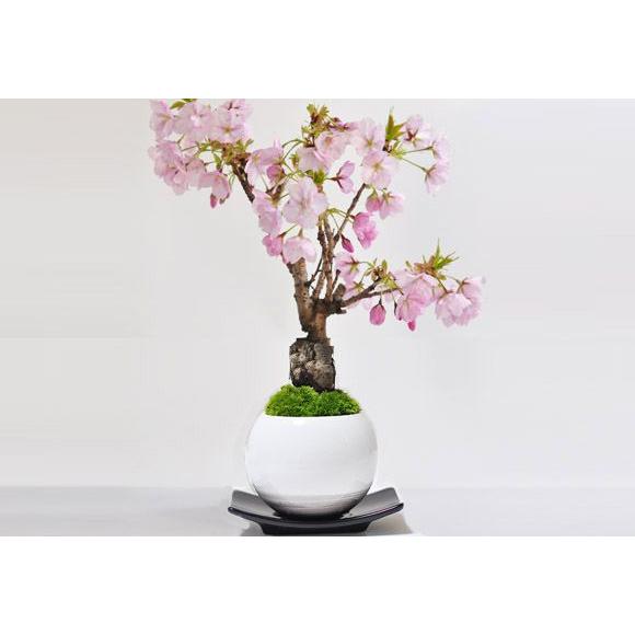 盆栽 桜 ミニ盆栽 ミニ桜 旭山桜 一才桜 モダン モダン盆栽 bonsai お