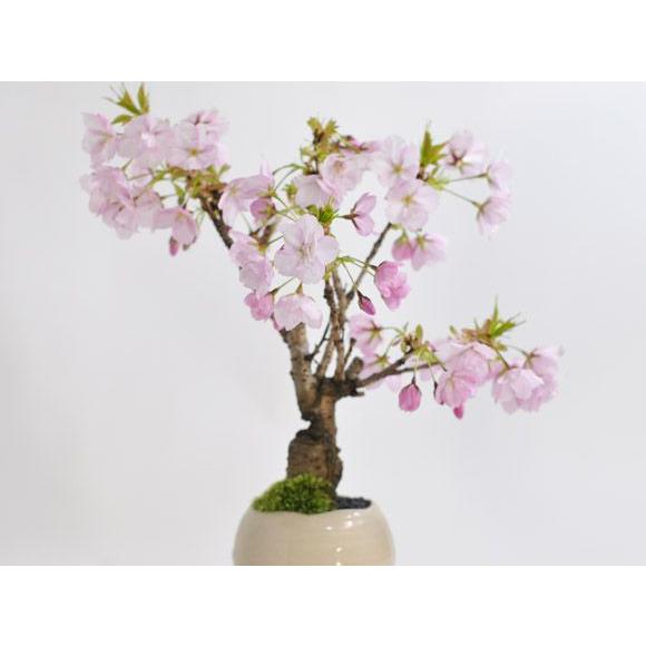 盆栽 桜 ミニ盆栽 ミニ桜 旭山桜 一才桜 モダン モダン盆栽 bonsai お