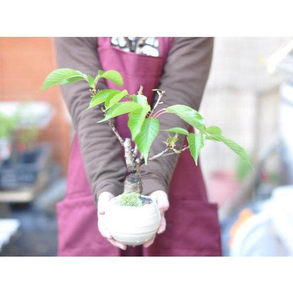 盆栽 桜 ミニ盆栽 ミニ桜 旭山桜 一才桜 モダン モダン盆栽 bonsai お