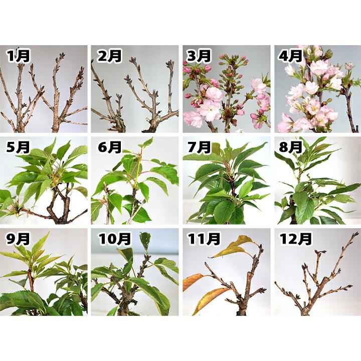 盆栽 桜 ミニ盆栽 ミニ桜 旭山桜 一才桜 モダン モダン盆栽 bonsai お