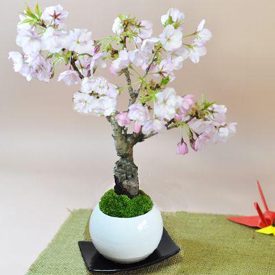盆栽 桜 ミニ盆栽 ミニ桜 旭山桜 一才桜 モダン モダン盆栽 bonsai お