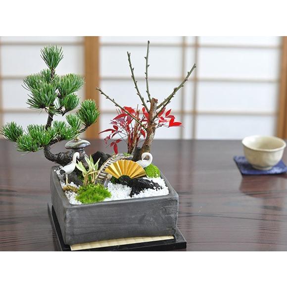 盆栽 モダン松竹梅の寄せ植え 6号サイズ 迎春の盆栽 新春 植物 盆栽 モダン松竹梅の寄せ植え 6号サイズ 迎春の盆栽 新春 植物