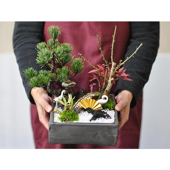 盆栽 モダン松竹梅の寄せ植え 6号サイズ 迎春の盆栽 新春 植物