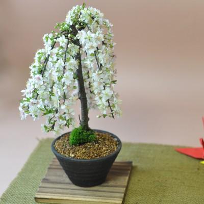 庭梅(ニワウメ)の盆栽 枝垂れた枝にたくさんの花 降り注ぐシャワーが