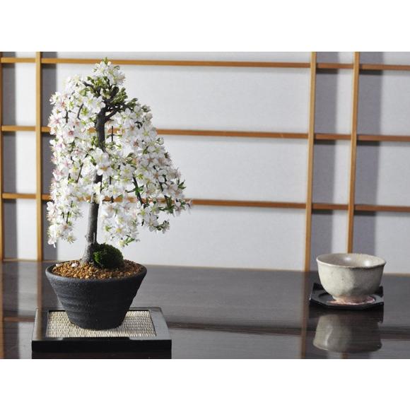 庭梅(ニワウメ)の盆栽 枝垂れた枝にたくさんの花 降り注ぐシャワーが
