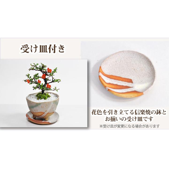 盆栽 長寿梅 信楽焼 白掛 受け皿付き 手作り鉢 育て方冊子 肥料付き 鉢植え プレゼント ギフト 贈り物 a733 盆栽妙 ヤフー店 通販 Yahoo ショッピング