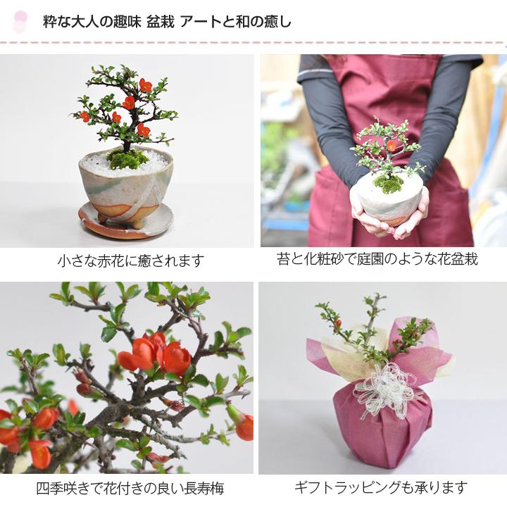 盆栽 長寿梅 信楽焼 白掛 受け皿付き 手作り鉢 育て方冊子 肥料付き 鉢植え プレゼント ギフト 贈り物 a733 盆栽妙 ヤフー店 通販 Yahoo ショッピング