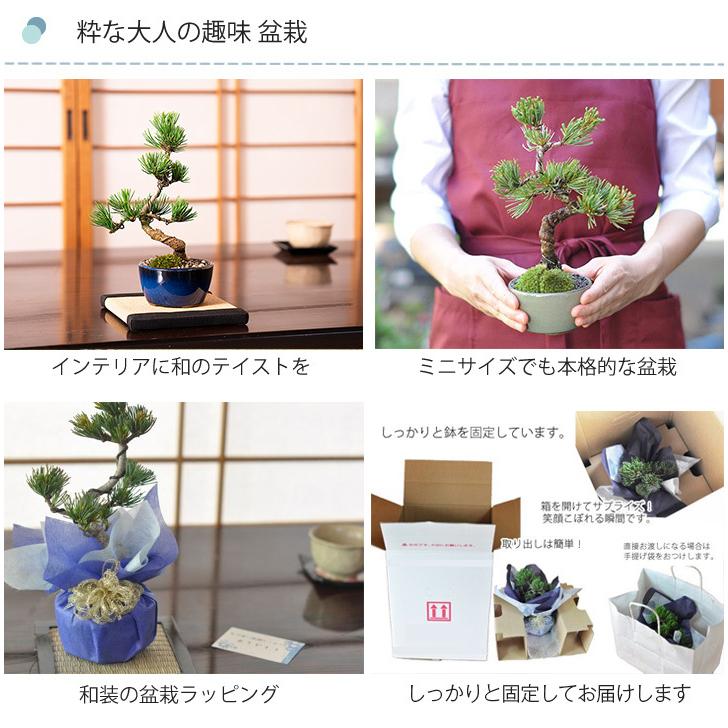 松盆栽 松 ミニ 五葉松 丸小鉢 樹齢5年 本場四国 ブランド 人気 松盆栽 松 ミニ 五葉松 丸小鉢 樹齢5年 本場四国 ブランド 人気