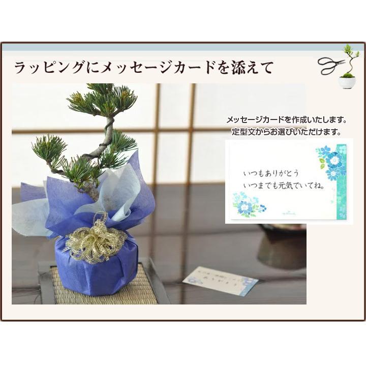 松盆栽 松 ミニ 五葉松 丸小鉢  樹齢5年 本場四国 ブランド 人気 ランキング 60代 70代 ぼんさい bonsai_4