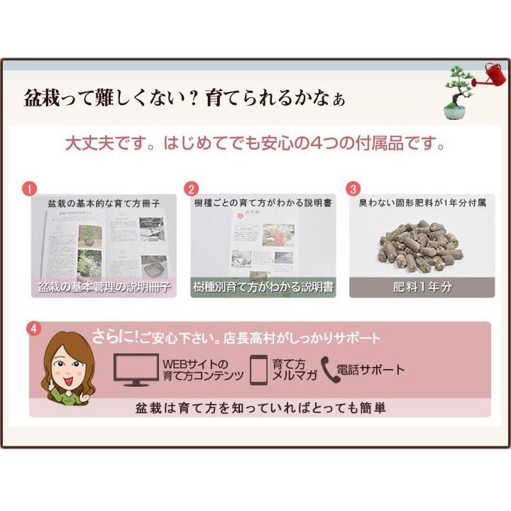 松盆栽 松 ミニ 五葉松 丸小鉢  樹齢5年 本場四国 ブランド 人気 ランキング 60代 70代 ぼんさい bonsai_6