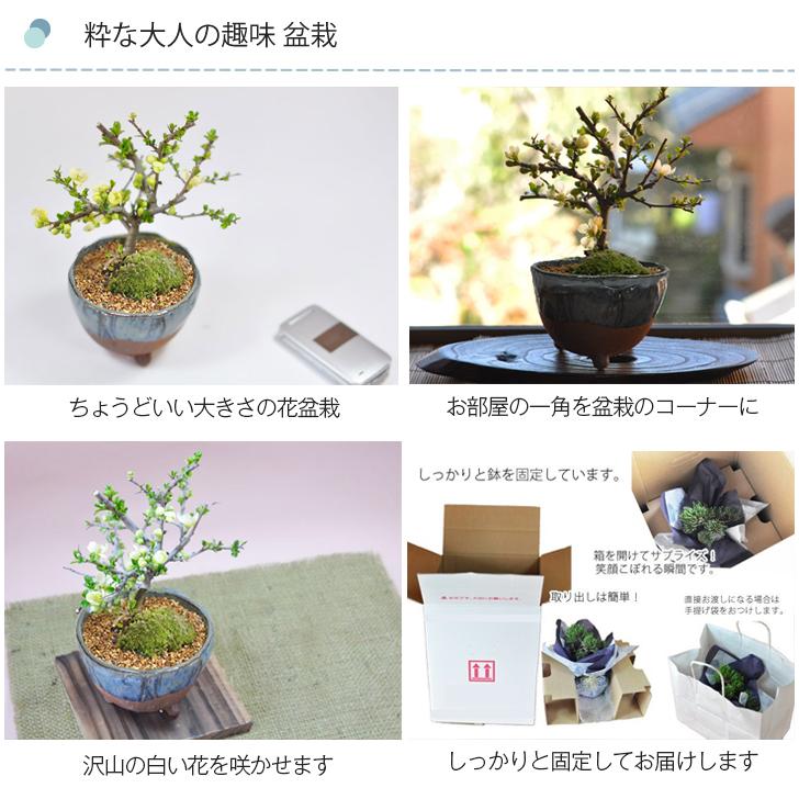 父の日 花盆栽 即日発送 花  長寿梅 白花 信楽鉢 受け皿付き ブランド 人気 ランキング 60代 70代 可愛い 新しい ギフト 鉢植え ボンサイ｜bonsaimyo｜03