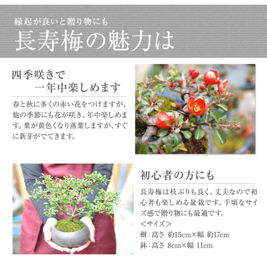 花盆栽 花 特選 長寿梅　 赤花 立派 ブランド 人気 ランキング 60代 70代 新しい 趣味 可愛い ボンサイ ギフト_2