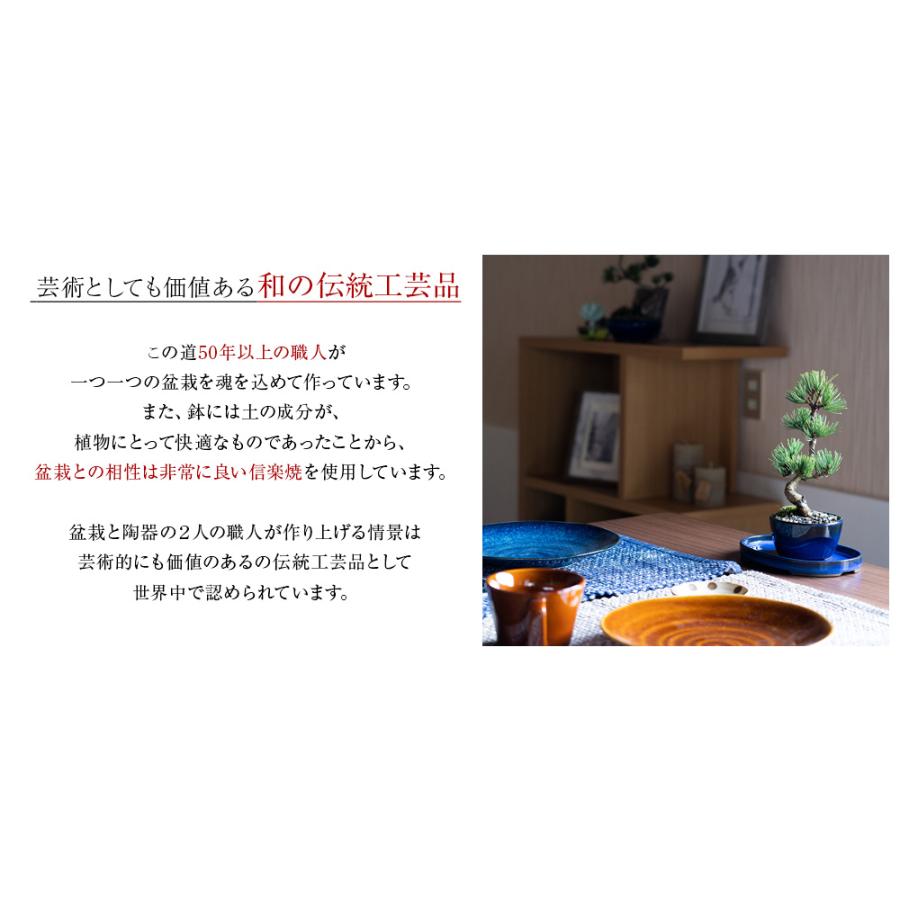 花盆栽 花 特選 長寿梅　 赤花 立派 ブランド 人気 ランキング 60代 70代 新しい 趣味 可愛い ボンサイ ギフト_7