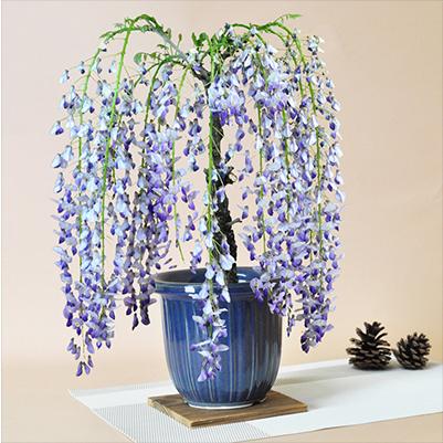 藤(1才藤) 盆栽 葉姿 フジ 紫花 鉢植え ギフト 開店 お祝い 退職