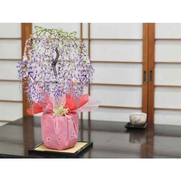 藤(1才藤) 盆栽 葉姿 フジ 紫花 鉢植え ギフト 開店 お祝い 退職