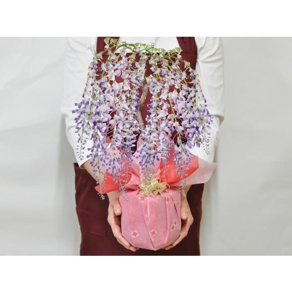 藤(1才藤) 盆栽 葉姿 フジ 紫花 鉢植え ギフト 開店 お祝い 退職