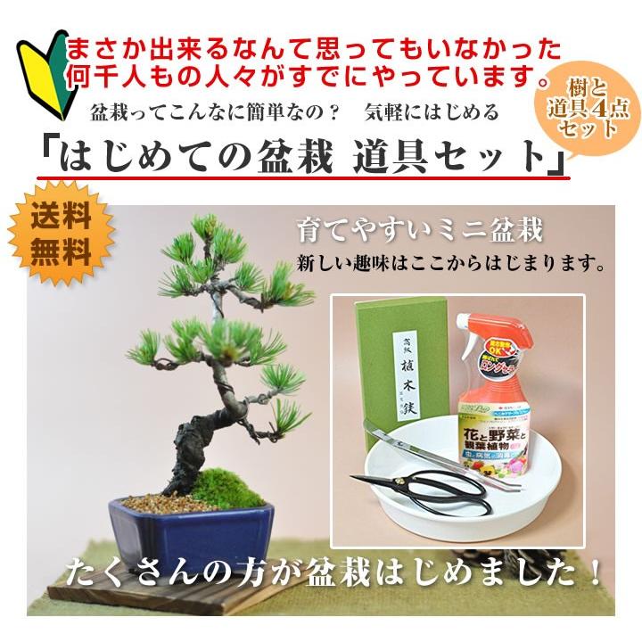 はじめての盆栽セット　長寿梅か五葉松か桜と4点道具セット ミニ盆栽 入門 初心者 これから ギフト 盆栽 開店 お祝い 退職 ラッピング_2