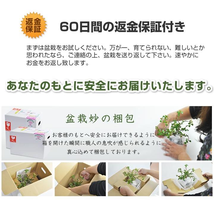 はじめての盆栽セット　長寿梅か五葉松か桜と4点道具セット ミニ盆栽 入門 初心者 これから ギフト 盆栽 開店 お祝い 退職 ラッピング_5