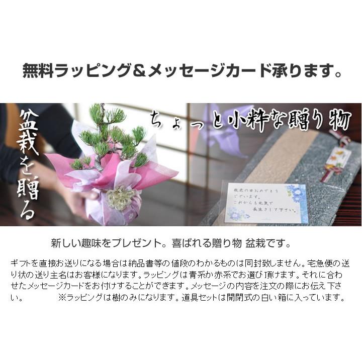 はじめての盆栽セット　長寿梅か五葉松か桜と4点道具セット ミニ盆栽 入門 初心者 これから ギフト 盆栽 開店 お祝い 退職 ラッピング_6
