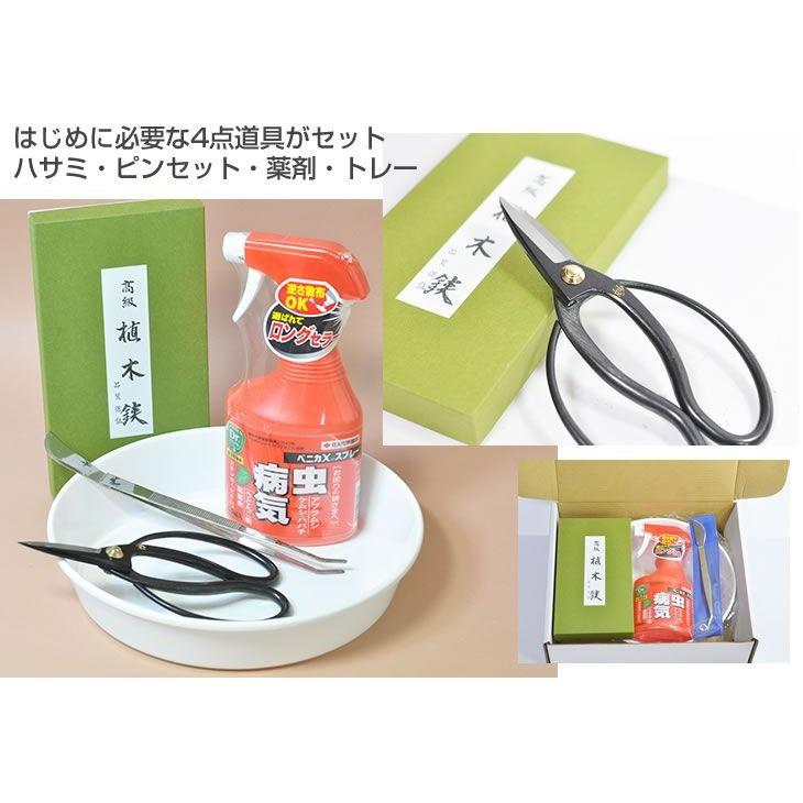 はじめての盆栽セット　長寿梅か五葉松か桜と4点道具セット ミニ盆栽 入門 初心者 これから ギフト 盆栽 開店 お祝い 退職 ラッピング_7