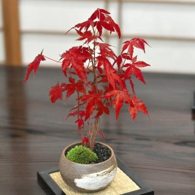 山紅葉盆栽 ミニ盆栽 樹高10cm ヤマモミジ ミニ紅葉 申し込み 山紅葉盆栽 ミニ盆栽 樹高10cm ヤマモミジ ミニ紅葉 申し込み