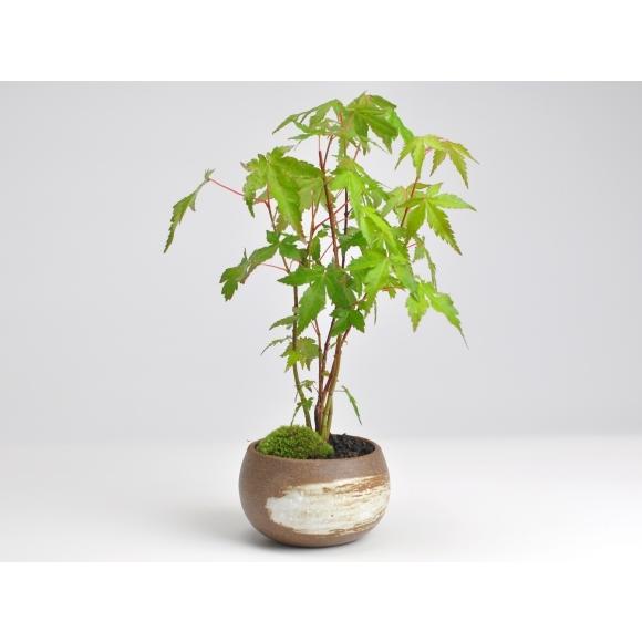 山もみじ ハケメ丸鉢 鉢 紅葉のミニ盆栽 秋 四季 季節 ギフト 盆栽