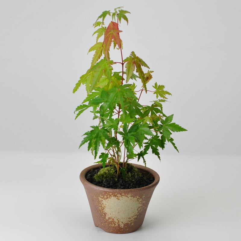 山もみじ ハケメ丸鉢 鉢 紅葉のミニ盆栽 秋 四季 季節 ギフト