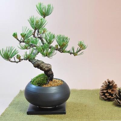枝ぶりの良い五葉松の盆栽 丸和鉢仕立て 上品な趣と情緒あふれる