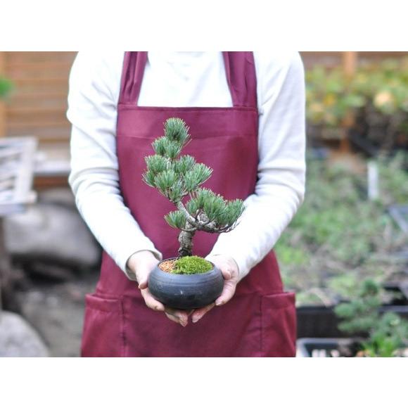 枝ぶりの良い五葉松の盆栽 丸和鉢仕立て 上品な趣と情緒あふれる