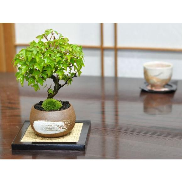 曲がり楓 楓の盆栽 カエデ ギフト 盆栽 開店 お祝い 退職