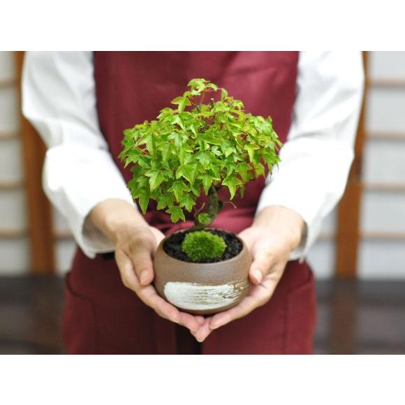 曲がり楓 楓の盆栽 カエデ ギフト 盆栽 開店 お祝い 退職 ラッピング