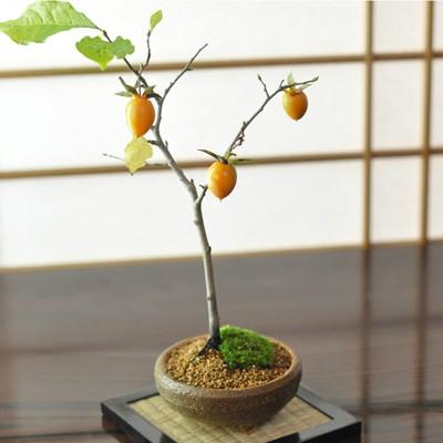 老爺柿 ミニサイズ 老爺柿(ロウヤガキ)のミニ盆栽 : 盆栽妙 ヤフー店