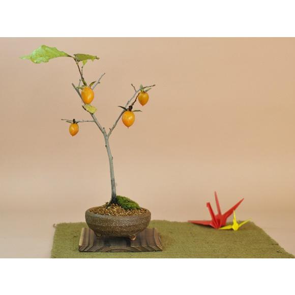 老爺柿(ロウヤガキ)のミニ盆栽 : 盆栽妙 ヤフー店 - 通販 - Yahoo