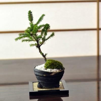 エゾ松 北海道産の松盆栽 蝦夷松の盆栽 ギフト 盆栽 開店 お祝い 退職