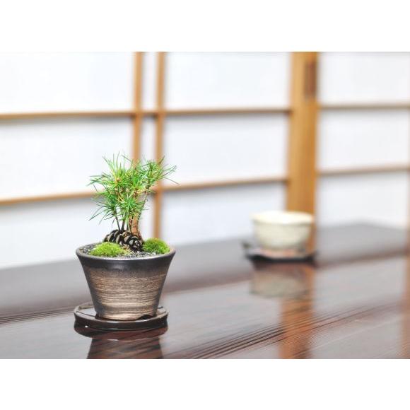松ぼっくりの想い Amazon.co.jp: アーテック すみっコぐらし ぽっくりとかげ 76478