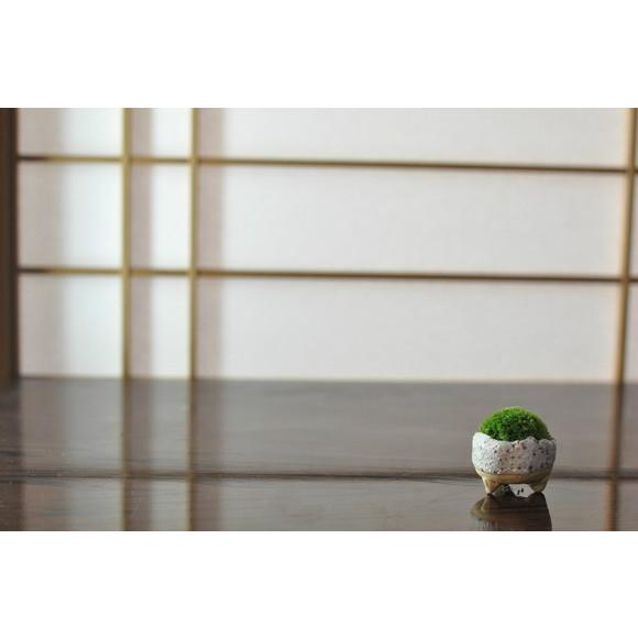 コケ坊　小さくて愛らしい苔盆栽｜bonsaimyo｜03