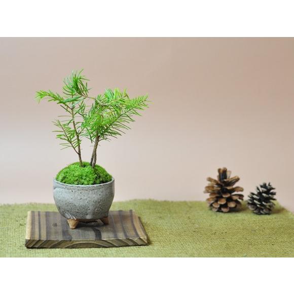 とどまつミニミニ鉢 北海道の盆栽 トドマツ 涼し気な葉が魅力 南国風