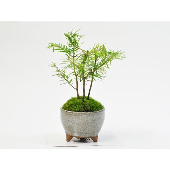 とどまつミニミニ鉢 北海道の盆栽 トドマツ 涼し気な葉が魅力 南国風